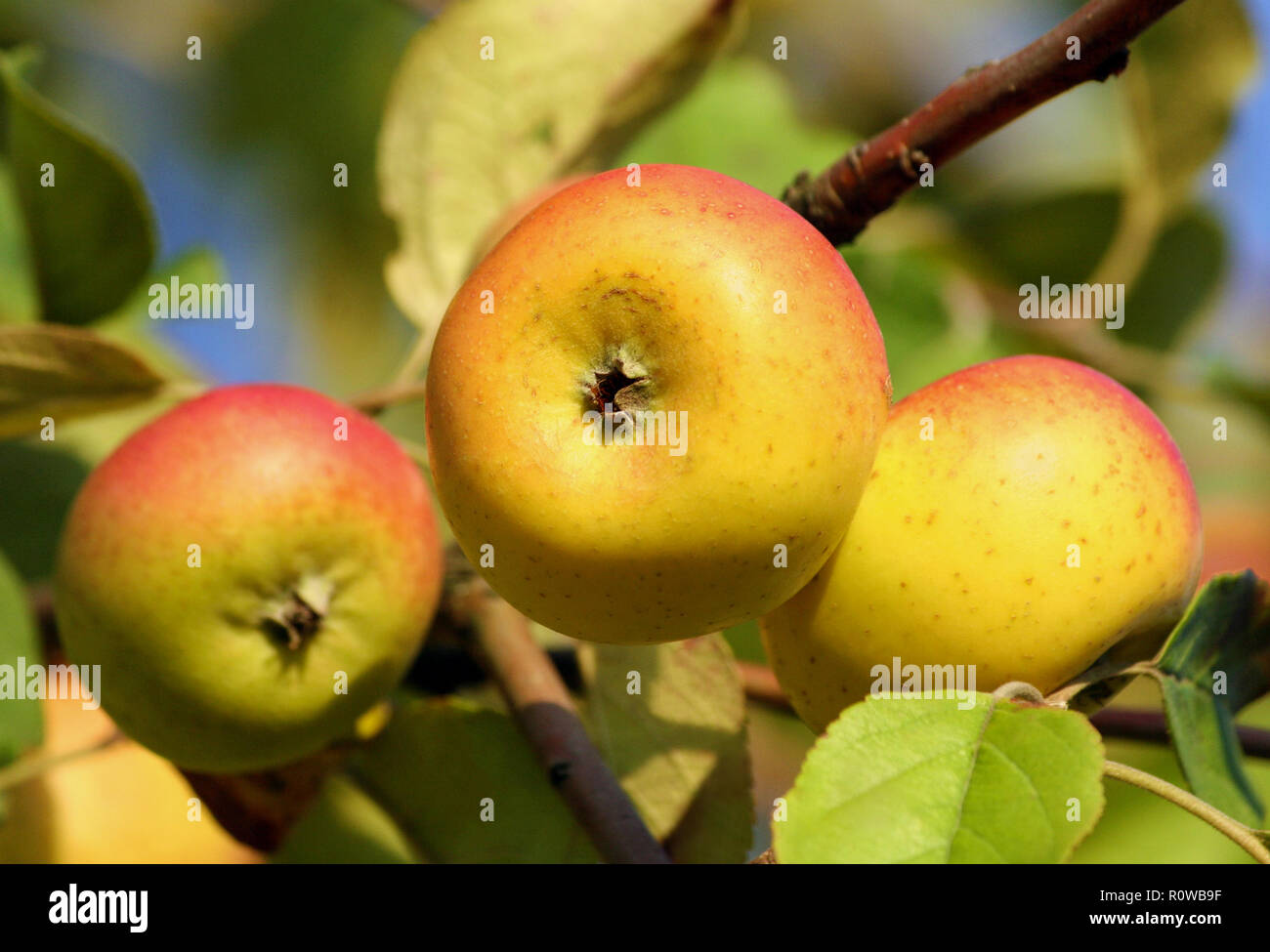 Tre gialli screziati mele crescere su un ramo, close-up di frutta, piccola e appiattita, fogliame verde e cielo blu, Foto Stock