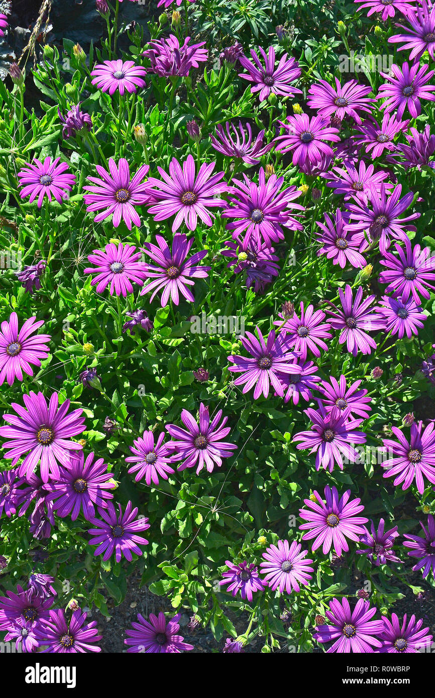 In prossimità di un confine di fiori con colouful fioritura Osteospermum African Daisy Foto Stock