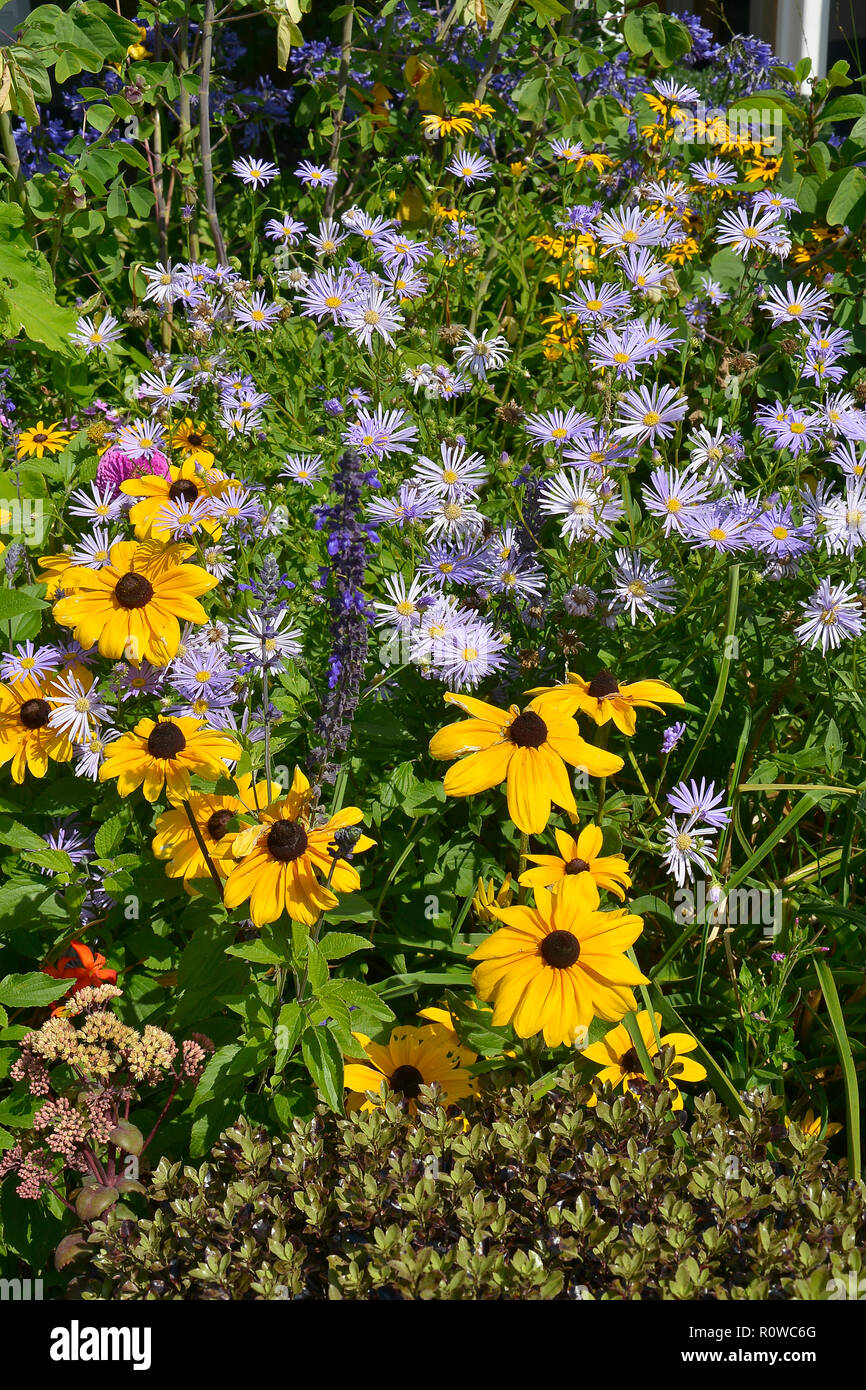Flower confine con Rudbeckia hirta Black Eyed Susan e Aster amellus in un paese giardino Foto Stock