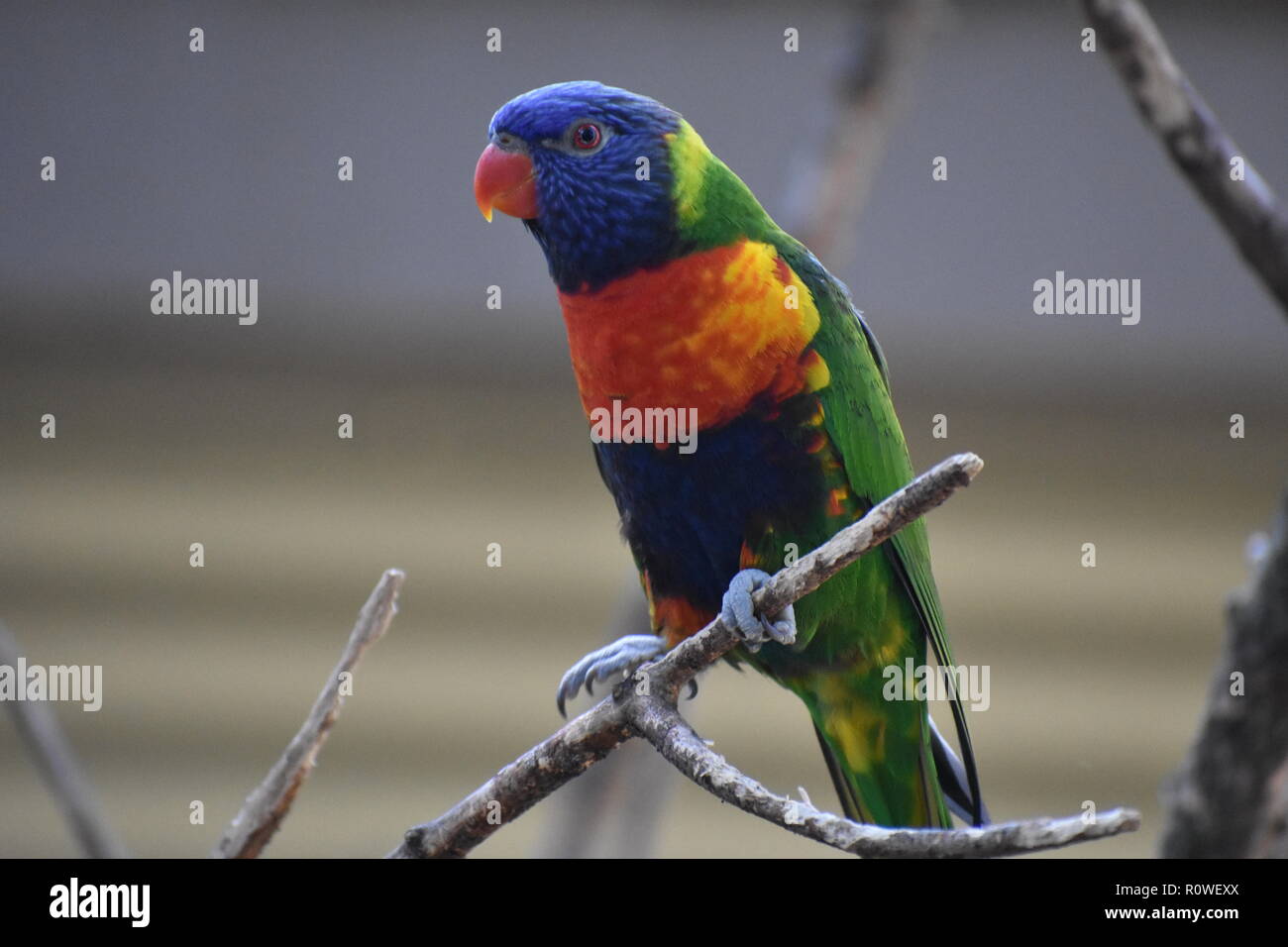 Rainbow Lorikeet in appoggio sul pesce persico nel Zoo di Atlanta Foto Stock