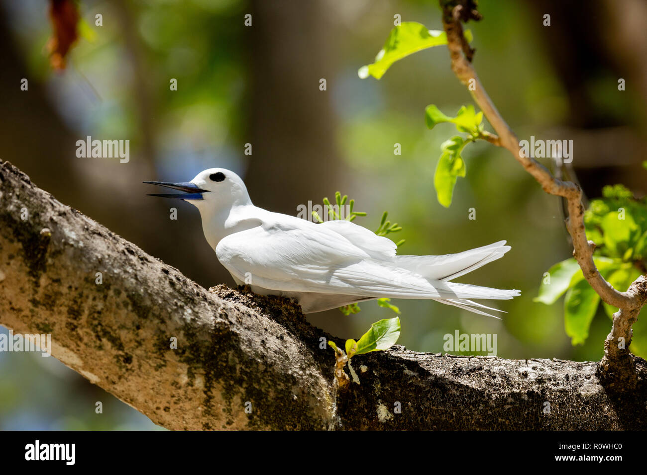 Una terna di colore bianco o bianco Fairy Tern (Gygis alba) in una struttura ad albero. Fotografato il cugino, isola delle Seychelles, un gruppo di isole a nord del Madagascar ho Foto Stock