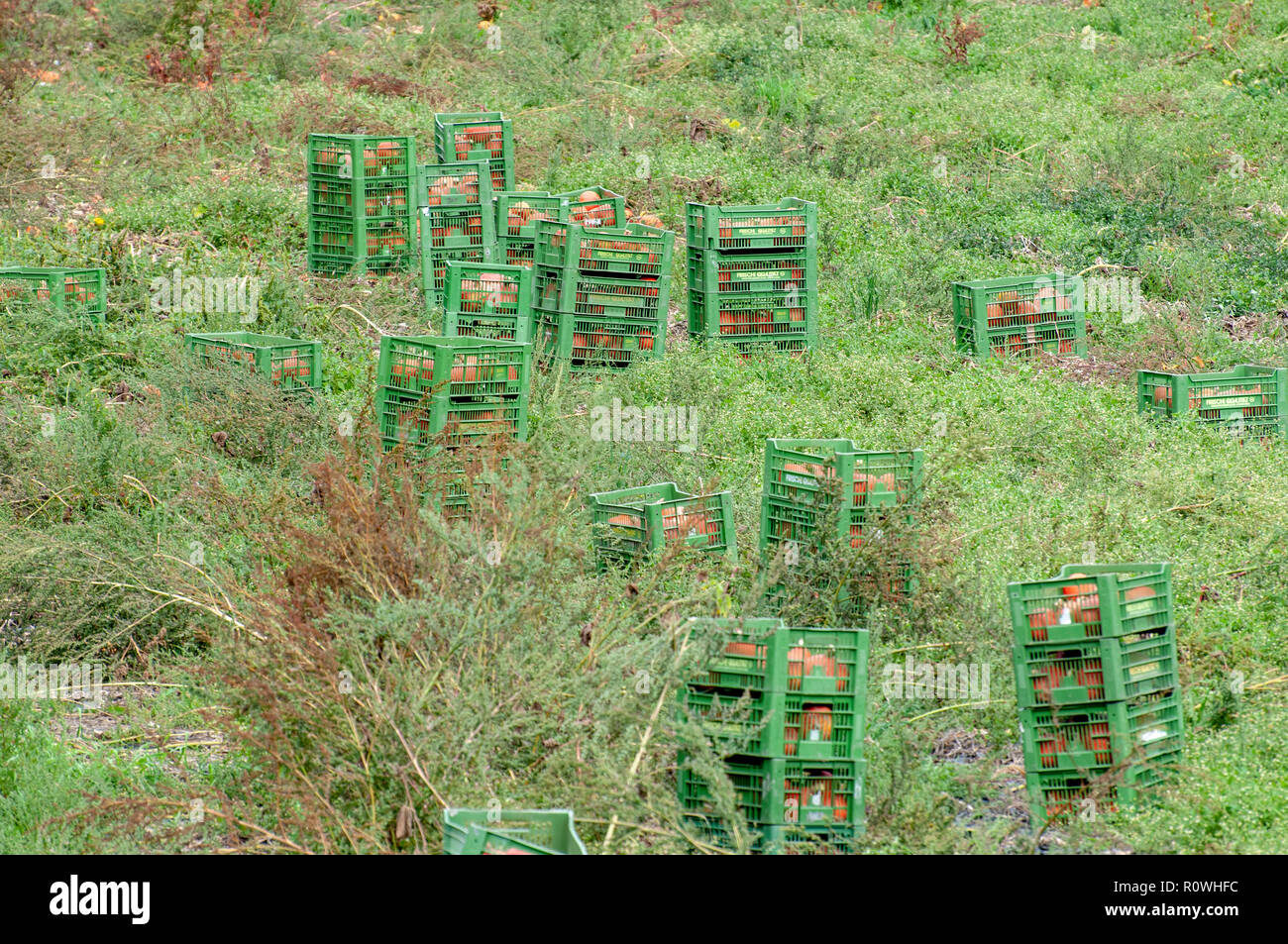 Agricoltore lavora in un campo di zucche di prelievo. Fotografato a Neustift, Tirolo, Austria Foto Stock