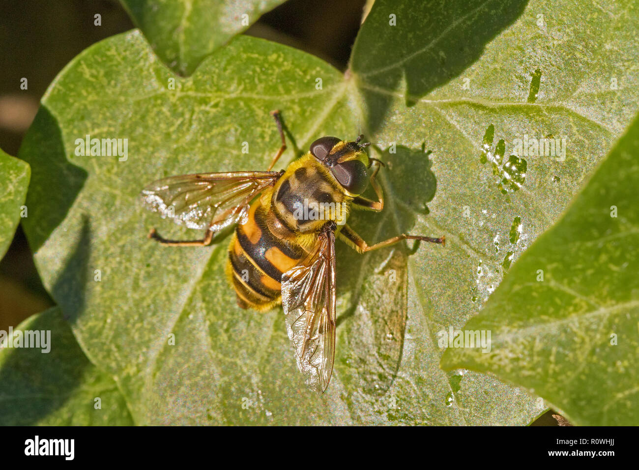 Hoverfly (Myathropa florea) prendere il sole su una foglia di edera Foto Stock