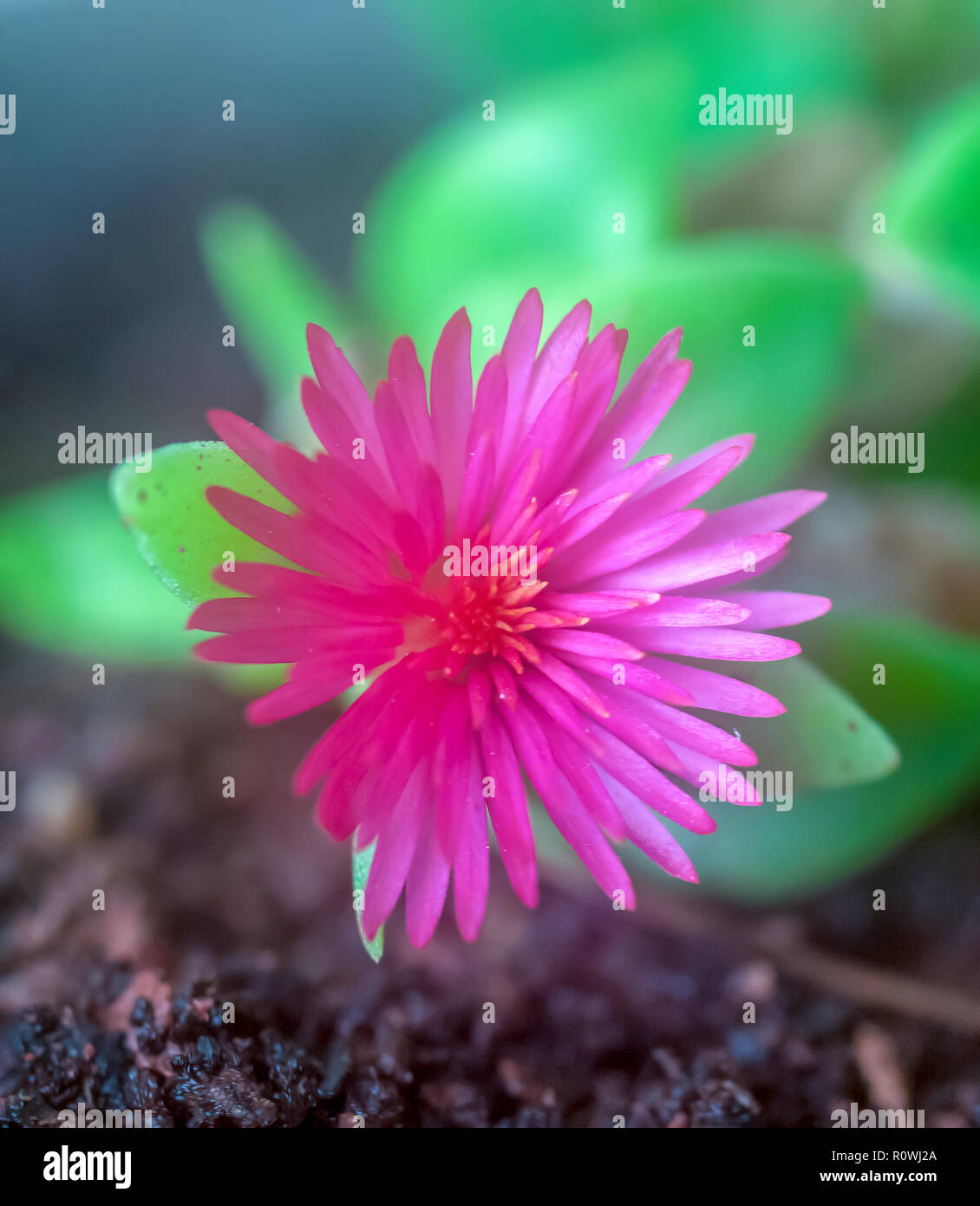 Close up di un fiore rosa su piante succulente Foto Stock