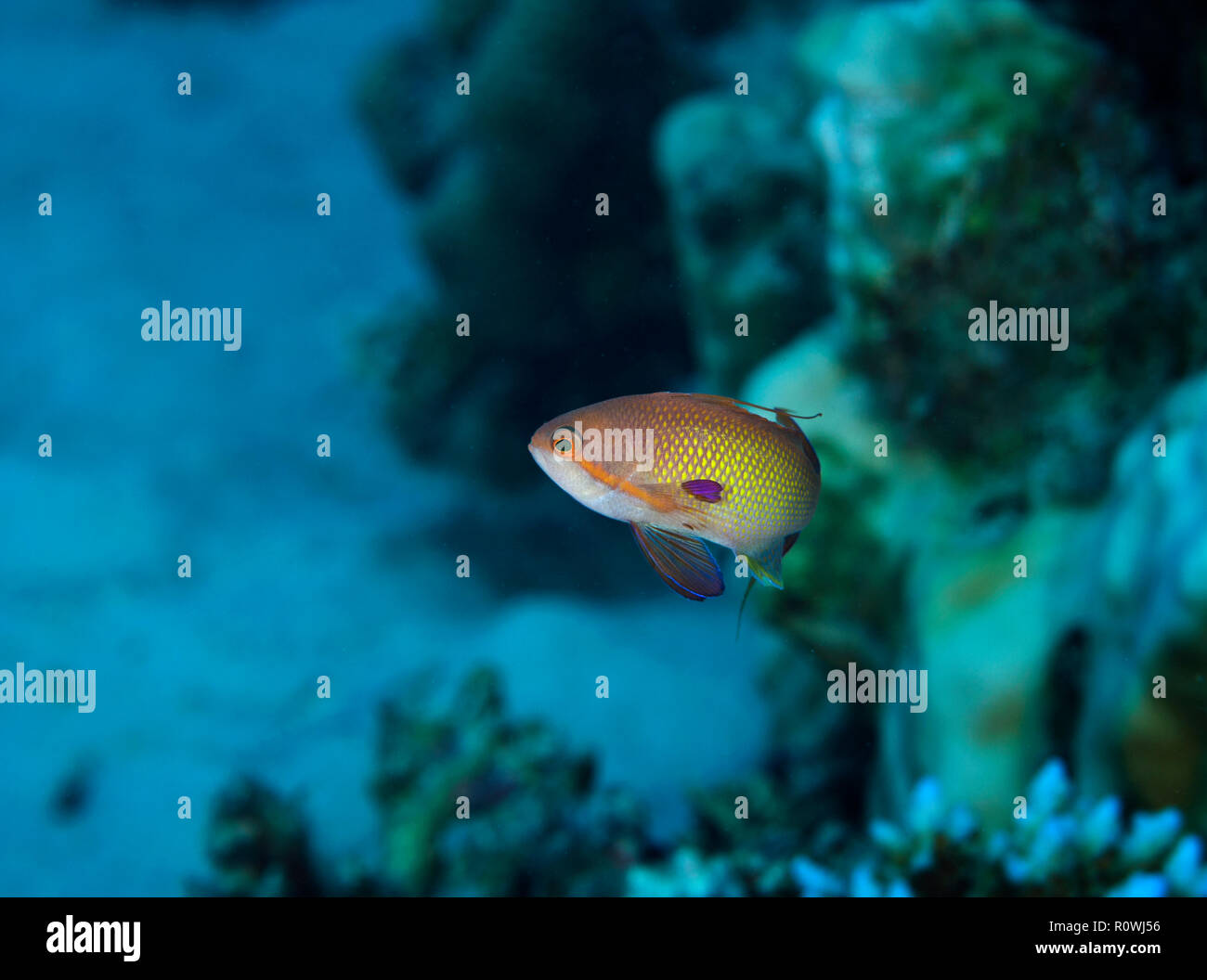 Lyretail anthias, Pseudanthias squamipinnis, in Coral reef, Hamata, Egitto, Mar Rosso. Foto Stock