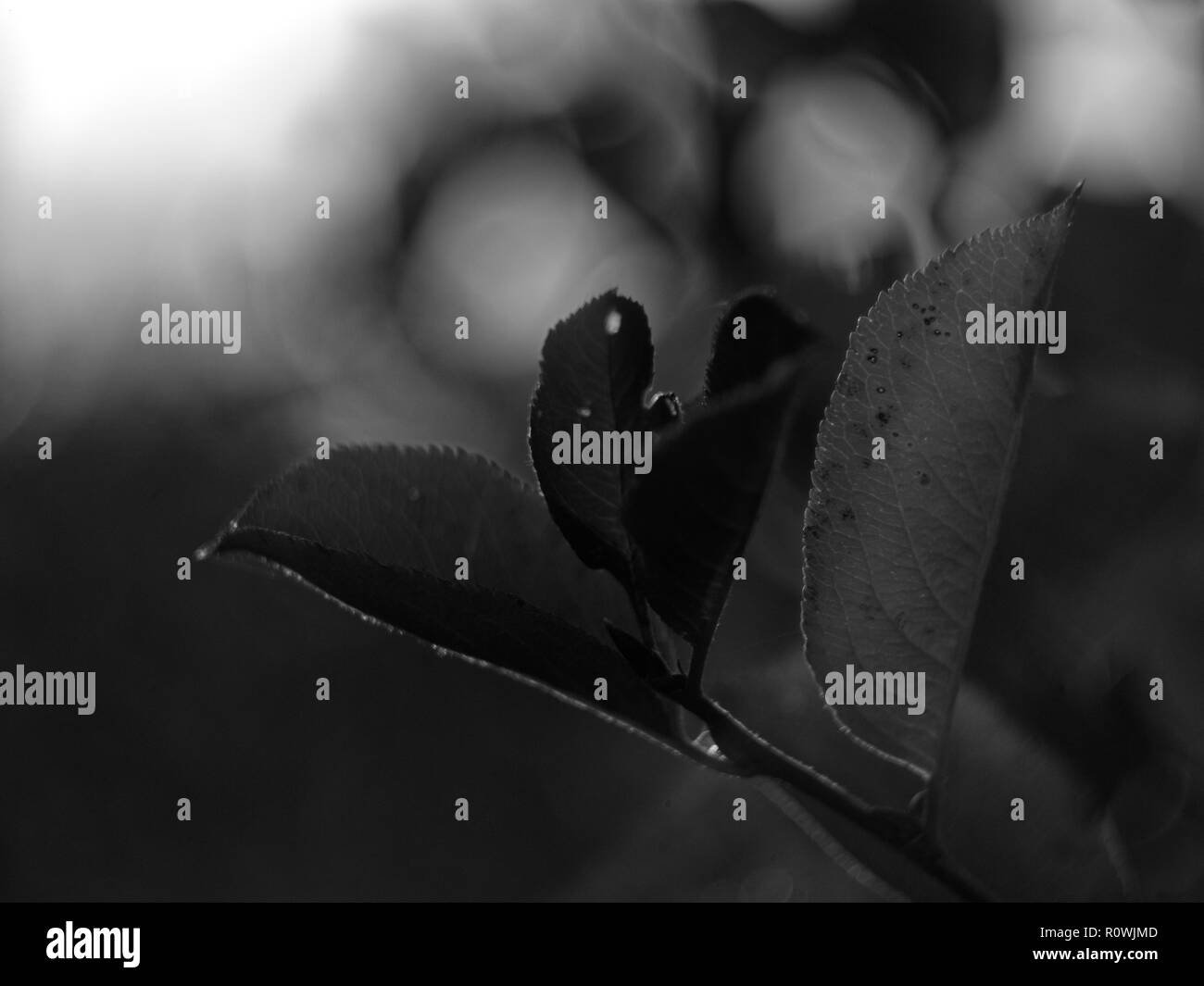 Foglie di ciliegio in giardino macro, foto in bianco e nero Foto Stock