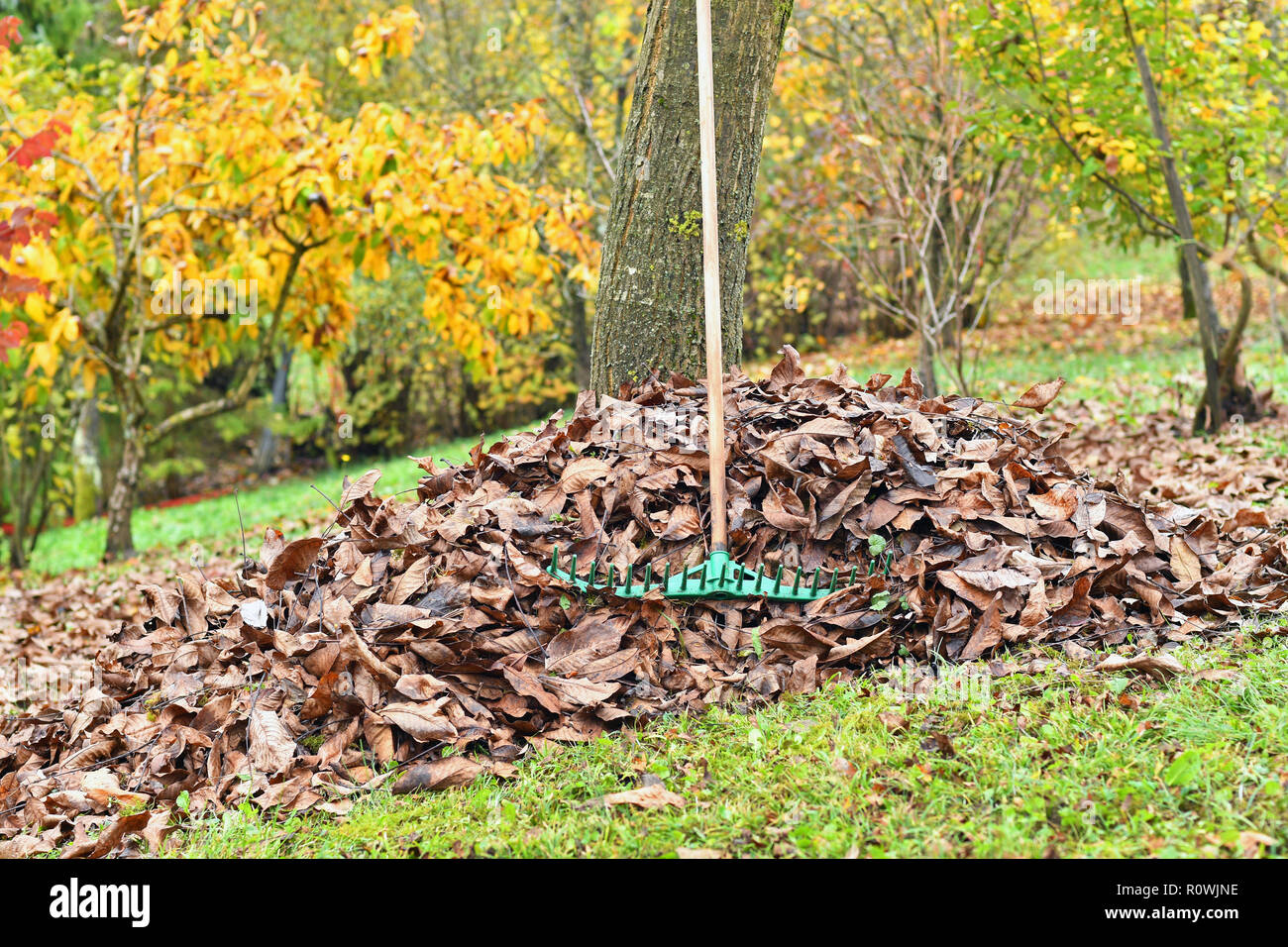 Rastrello e caduta foglie di autunno Foto Stock