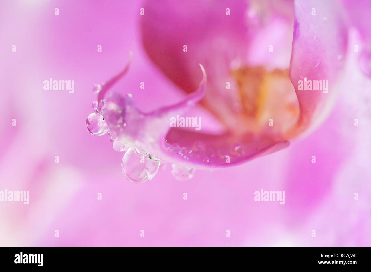 Macro acqua goccia a Pink Orchid Foto Stock