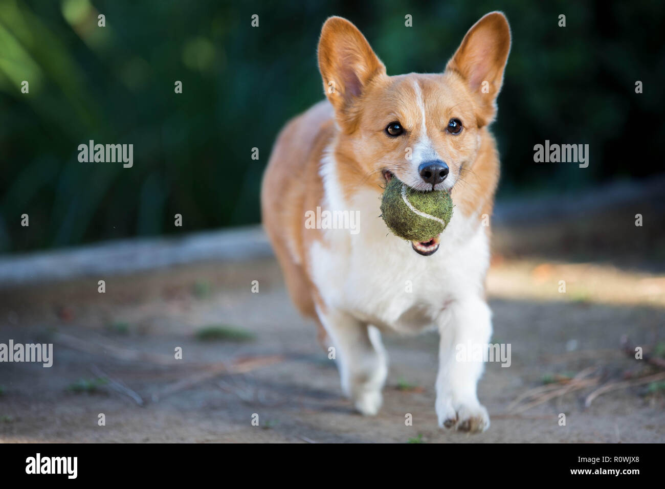 Pembroke Welsh Corgi giocando con la palla da tennis Foto Stock