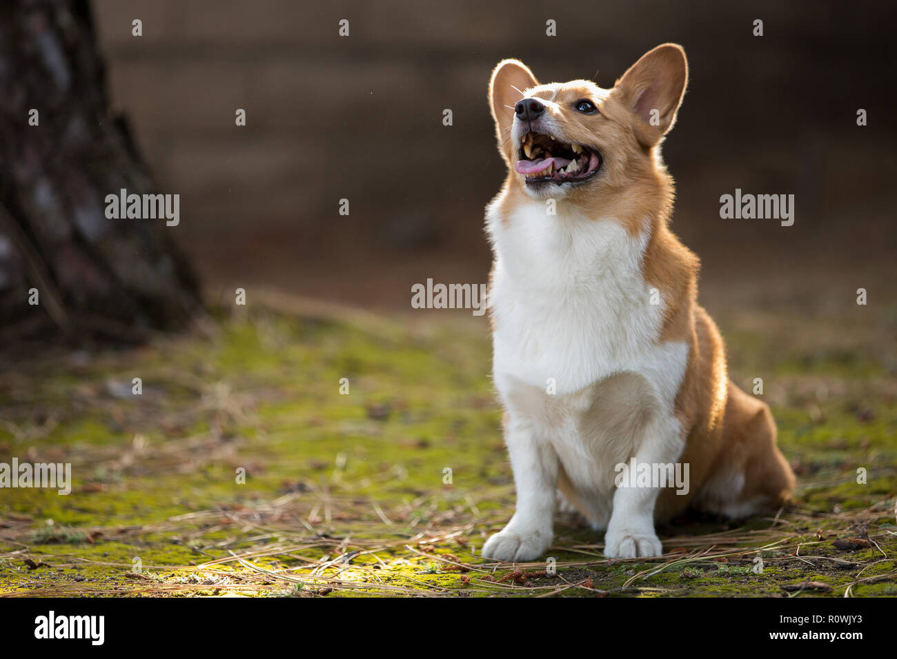 Outdoor Corgi ritratto al tramonto Foto Stock