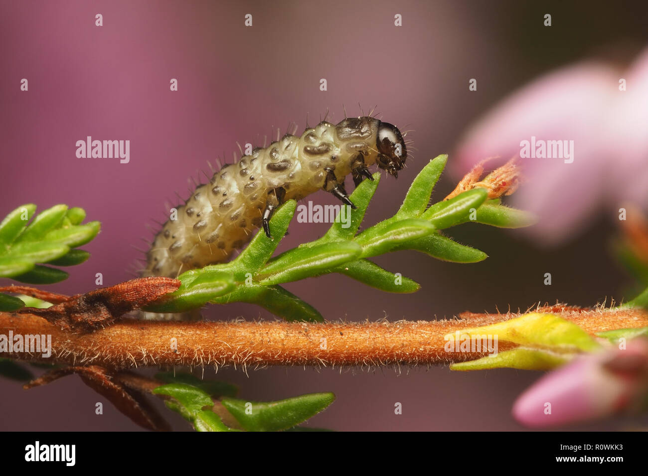 Heather Beetle larva (Lochmaea suturalis) strisciando lungo heather. Tipperary, Irlanda Foto Stock