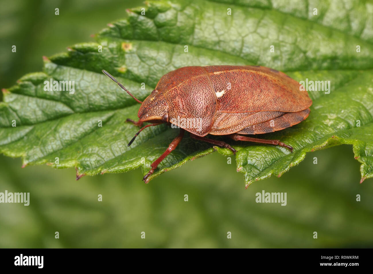 Tartaruga (Shieldbug Eurygaster "testudinaria) seduta sulla foglia. Tipperary, Irlanda Foto Stock
