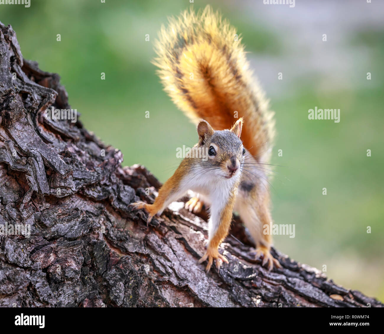 American scoiattolo rosso su un albero, Tamiasciurus hudsonicus, Manitoba, Canada. Foto Stock