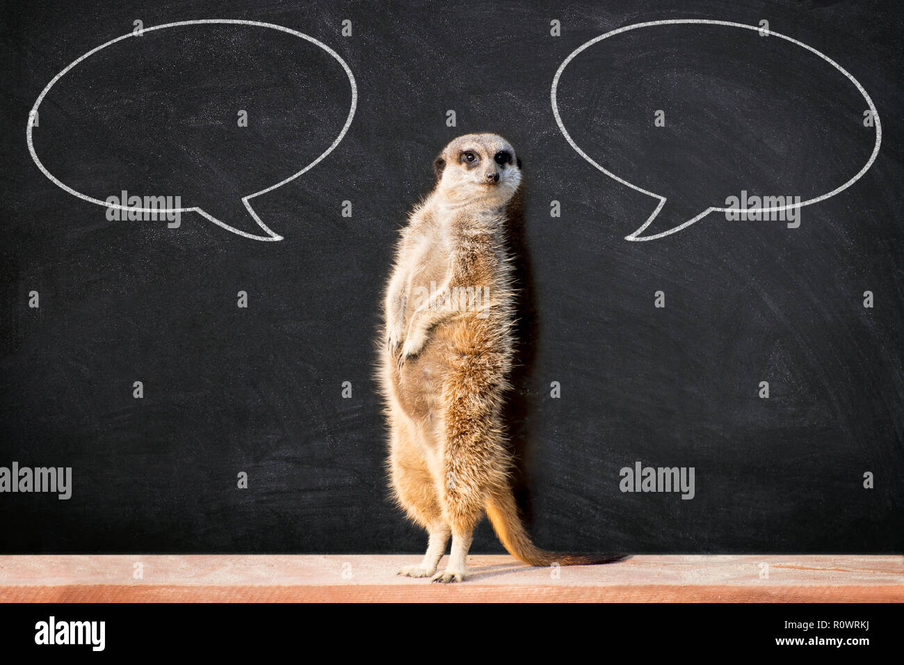 Ritratto di un meerkat in piedi e guardando alert contro la lavagna con due chalk discorso bolla. Divertente "Si torna a scuola" concetto. Foto Stock