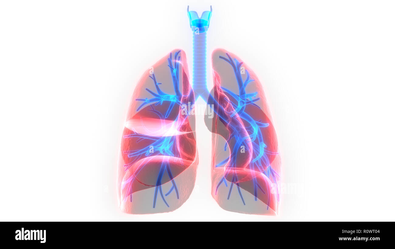 Umano Sistema respiratorio polmoni anatomia Foto Stock