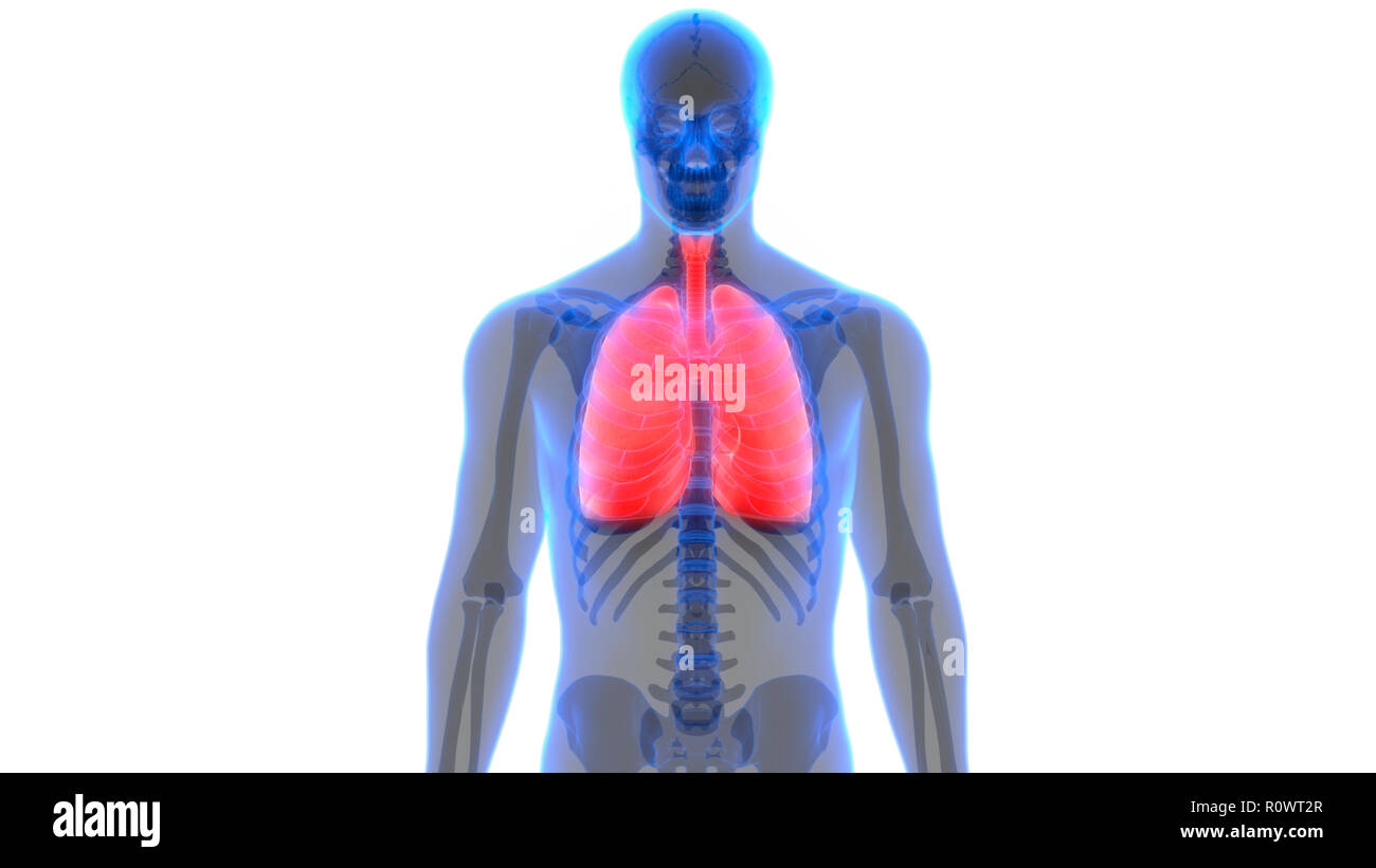 Umano Sistema respiratorio polmoni anatomia Foto Stock