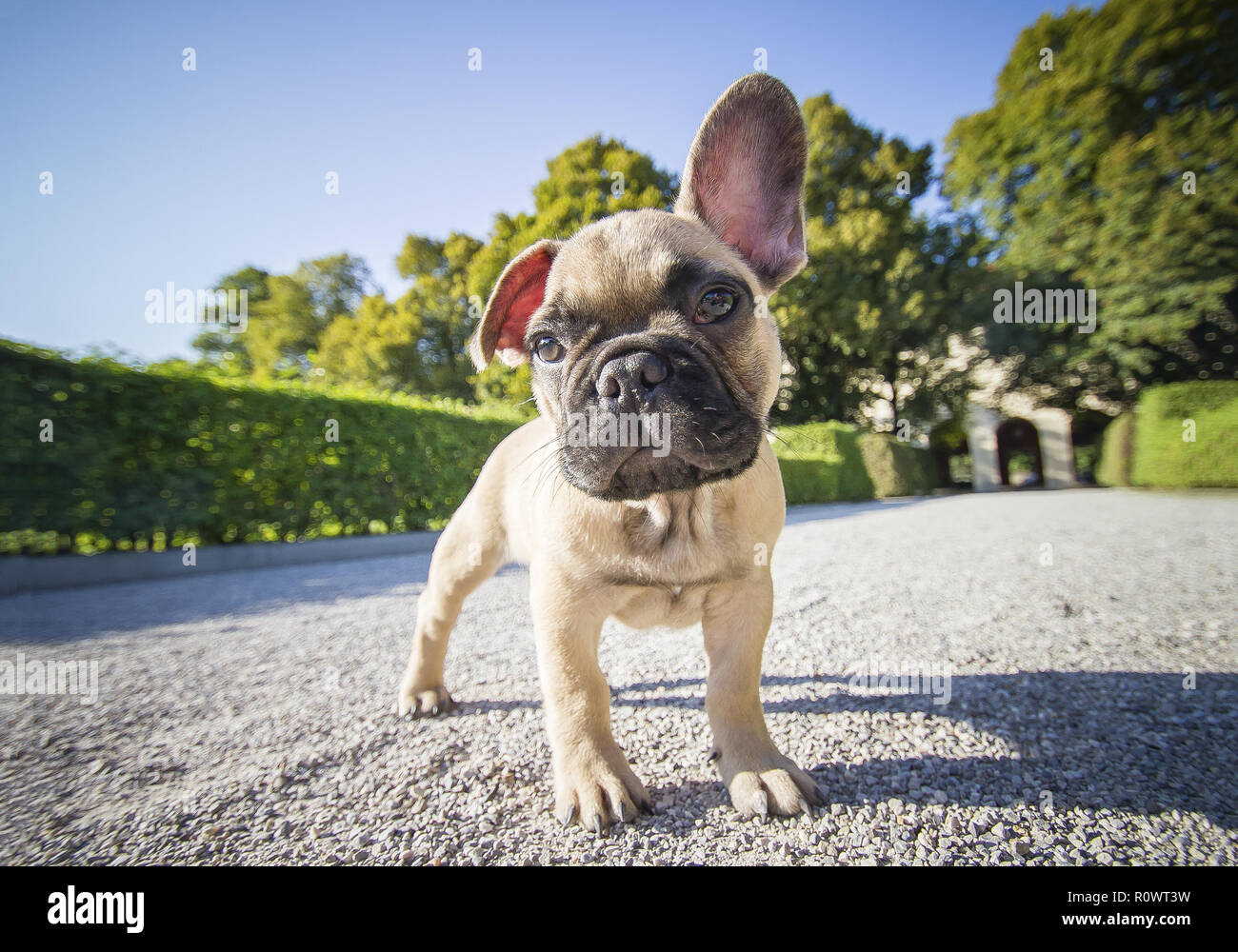 Franzoesische Bulldogge, Welpe Foto Stock