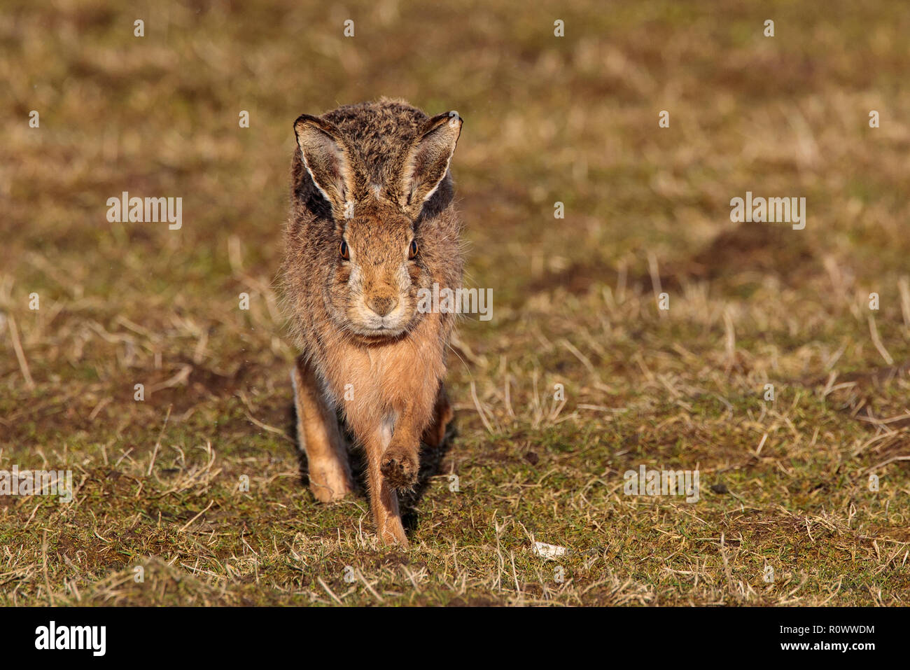 Brown Lepre, Lepidus europaeus Foto Stock