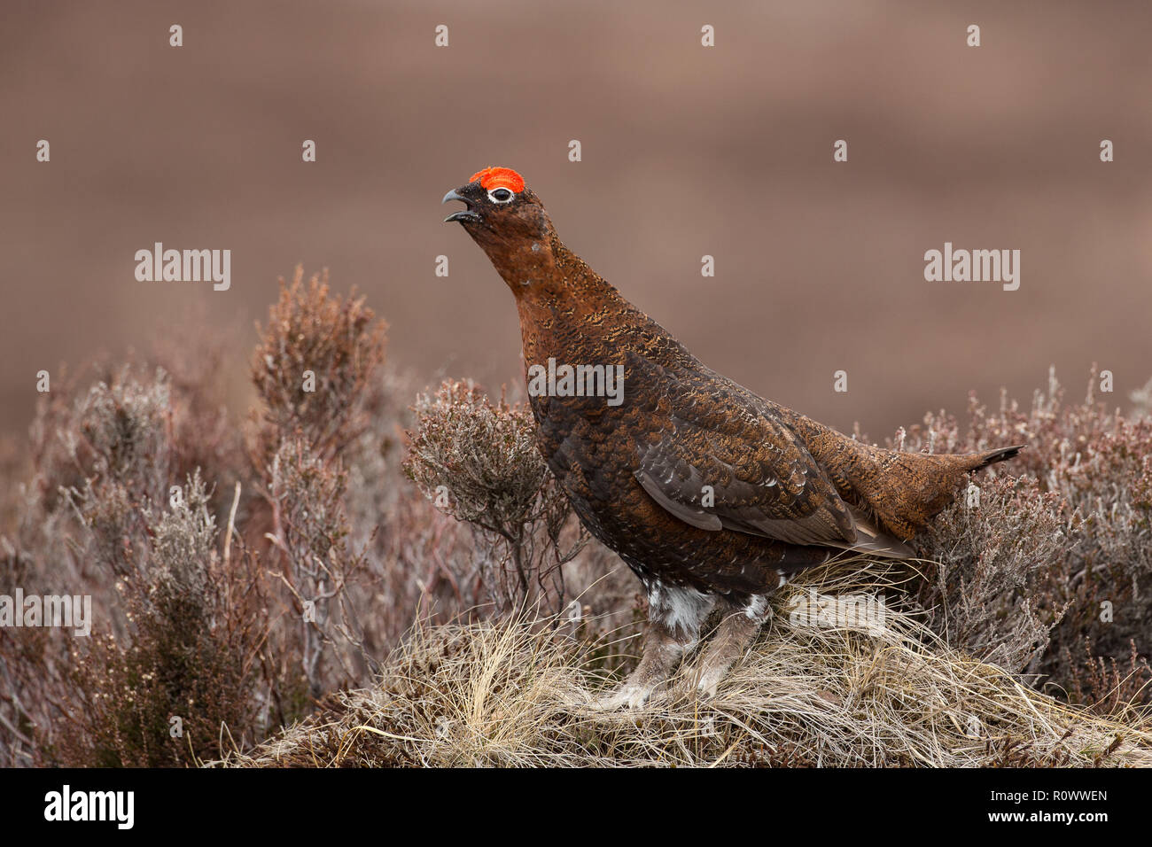 Red Grouse, Loagopus lagopus scottica, display chiamando Foto Stock
