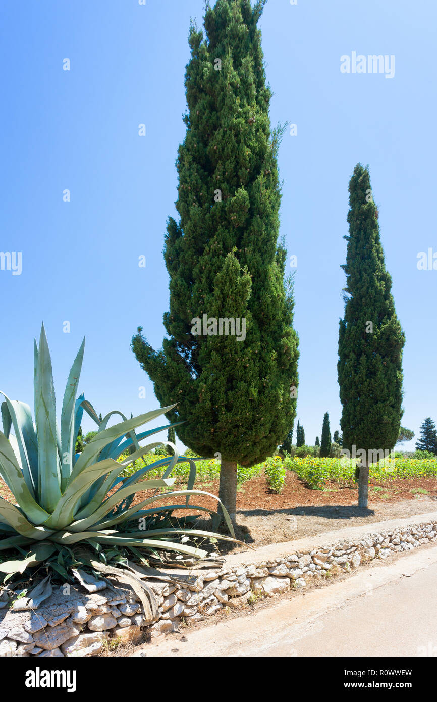 Santa Cesarea Terme, Puglia, Italia - un cactus e un cipresso a fianco della strada di campagna Foto Stock