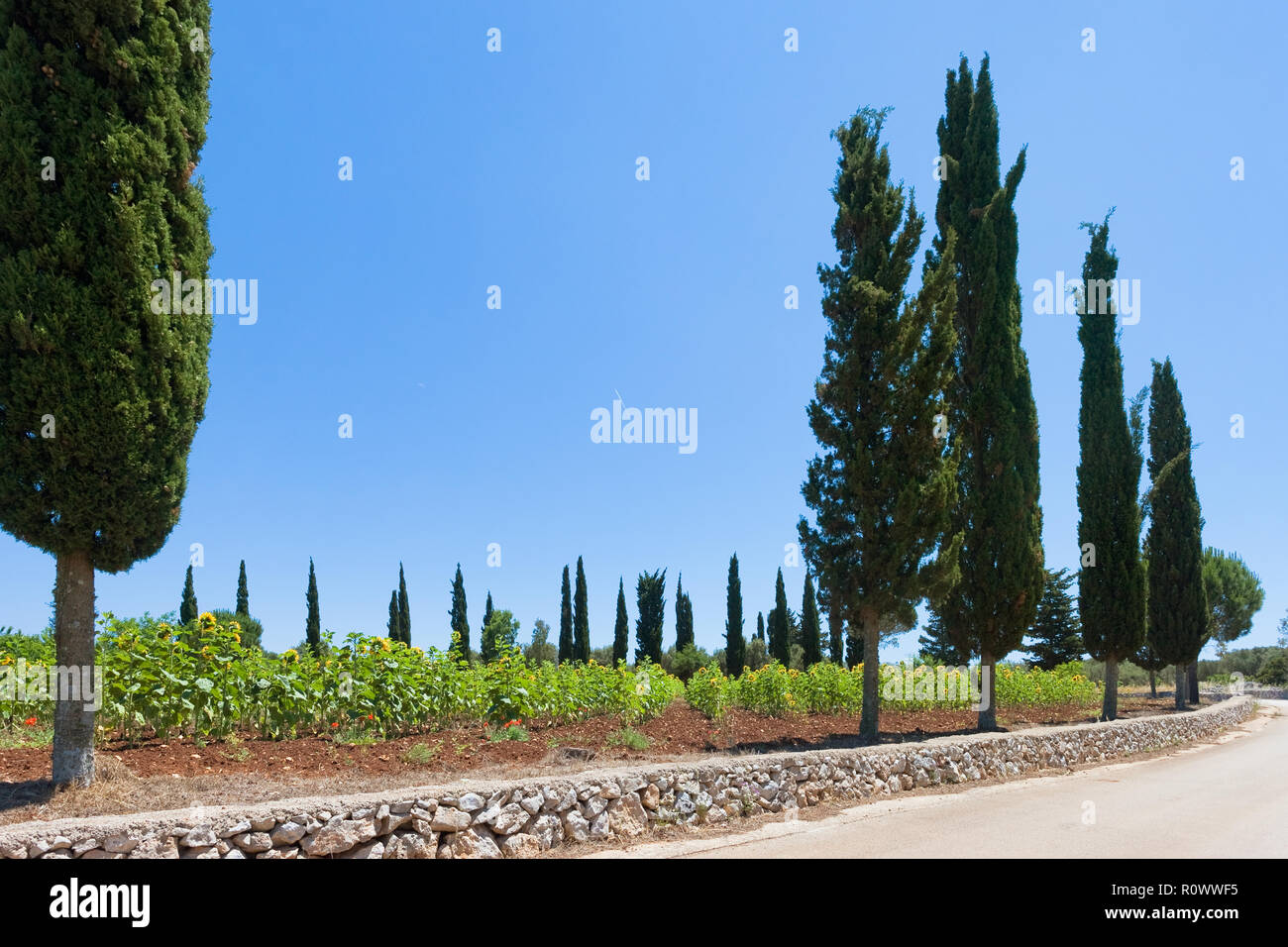 Santa Cesarea Terme, Puglia, Italia - Girasoli accanto alle strade di campagna della Puglia Foto Stock