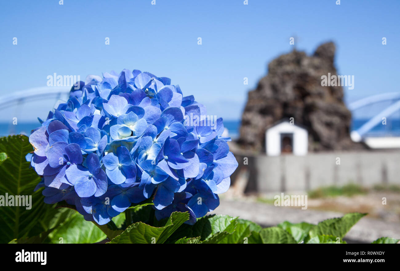 Le Ortensie davanti a Sao Vicente Cappella, Isola di Madeira, Portogallo Foto Stock