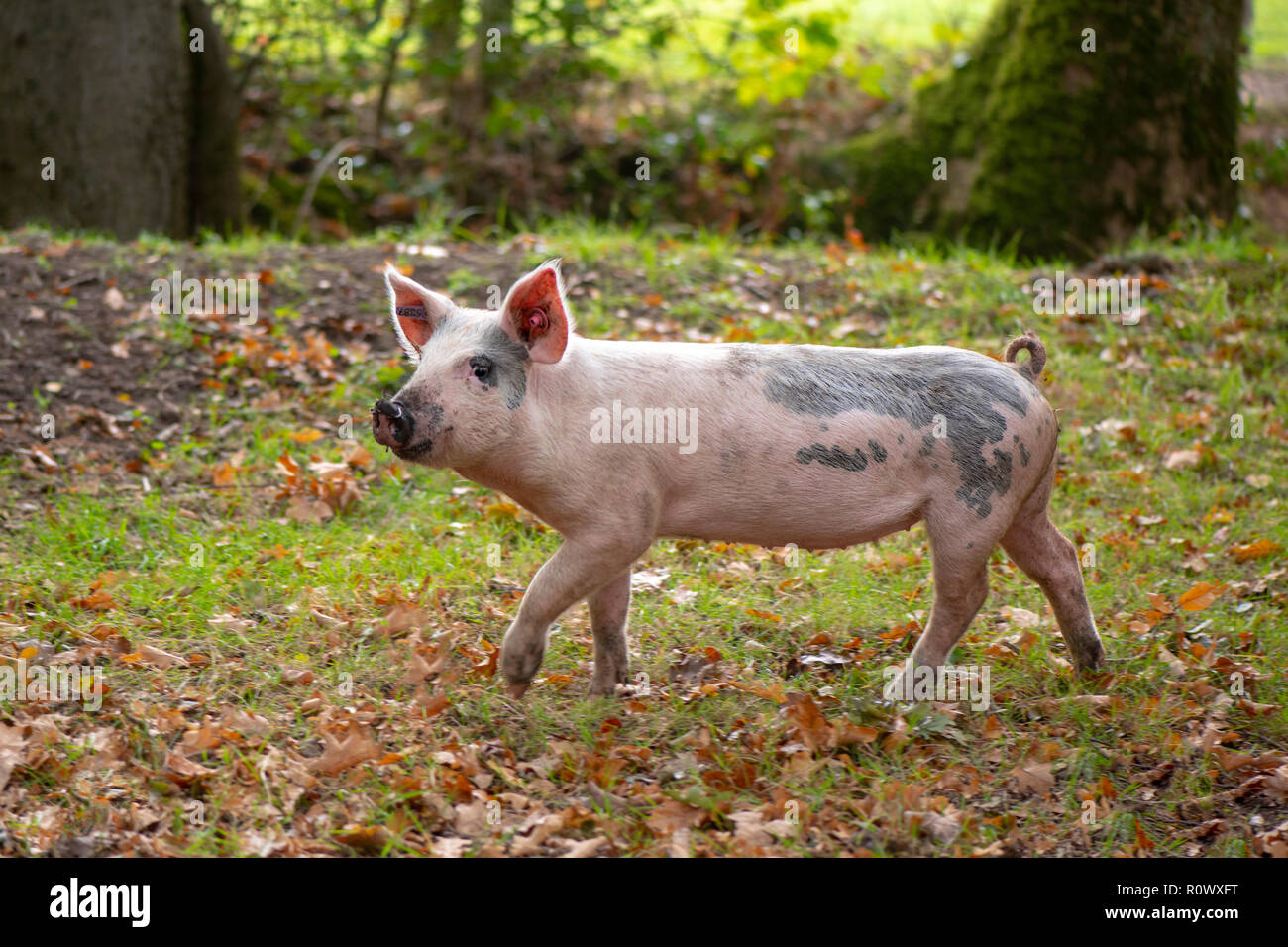 Suini mangiare ghiande nel nuovo Parco Nazionale Foreste, Hampshire, Regno Unito, una pratica nota come Pannage Foto Stock