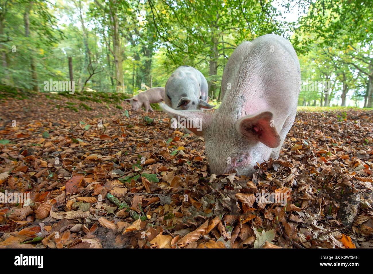 Suini mangiare ghiande nel nuovo Parco Nazionale Foreste, Hampshire, Regno Unito, una pratica nota come Pannage Foto Stock