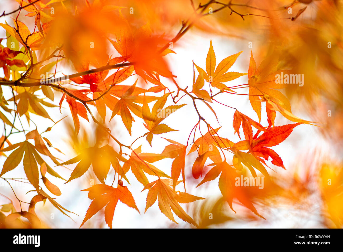Close-up di immagine vibrante autunno foglie colorate del giapponese acero - Acer Palmatum Foto Stock