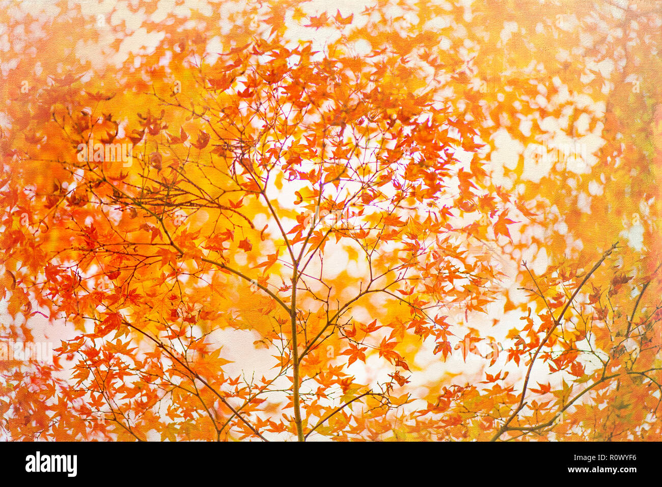 Close-up di immagine vibrante autunno foglie colorate del giapponese acero - Acer Palmatum Foto Stock