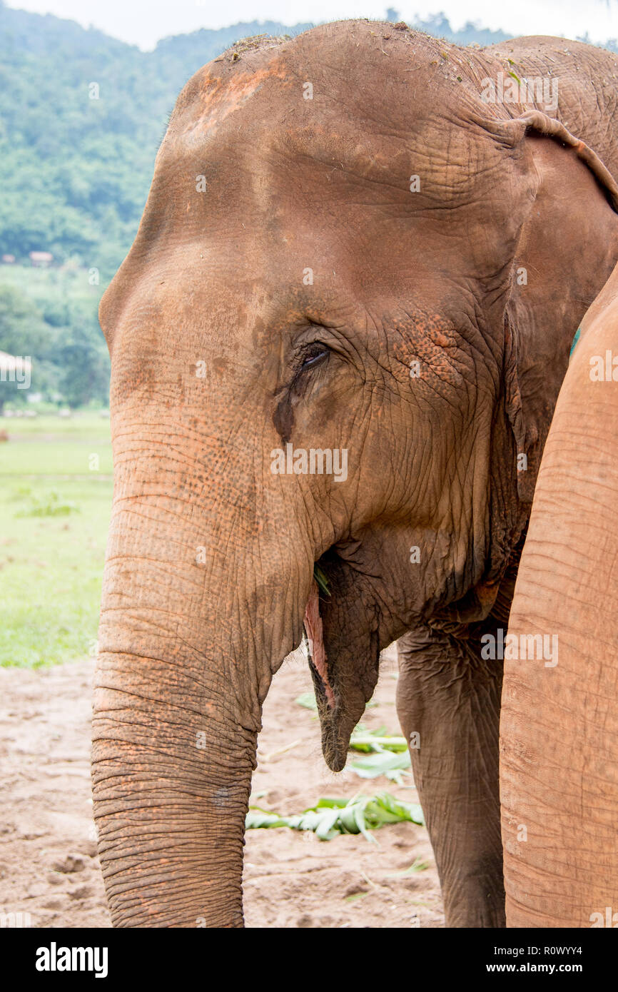 Ritratto di un elefante in un un elefante il salvataggio e il centro di riabilitazione nel nord della Thailandia - Asia Foto Stock