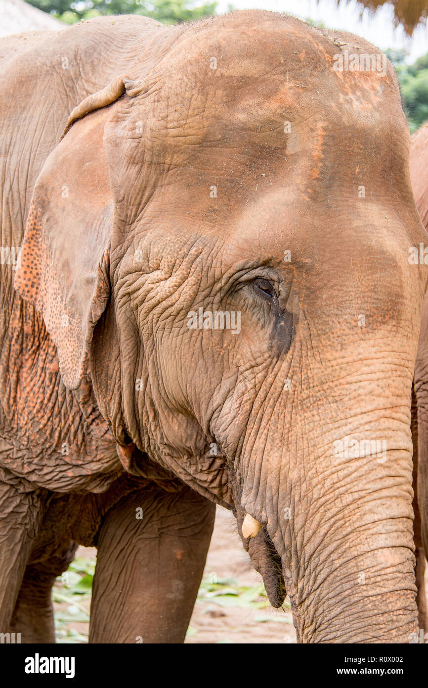 Ritratto di un elefante in un un elefante il salvataggio e il centro di riabilitazione nel nord della Thailandia - Asia Foto Stock