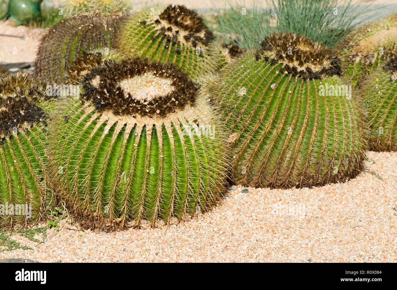 Golden barrel cactus, palla dorata cactus nel Parque Paloma, Benalmadena, Spagna Foto Stock