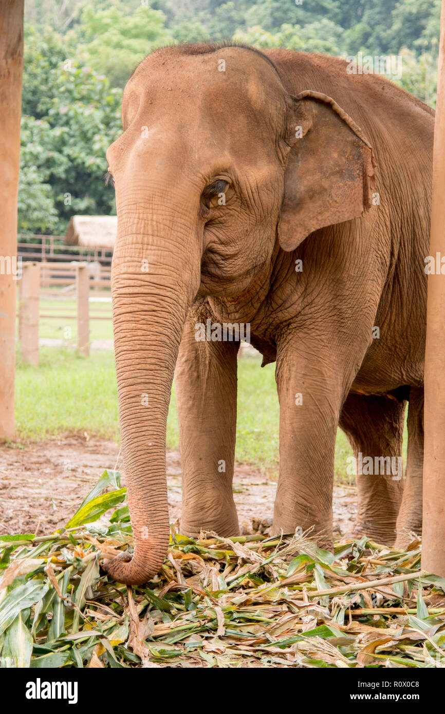 Ritratto di un elefante di mangiare in un elefante il salvataggio e il centro di riabilitazione nel nord della Thailandia - Asia Foto Stock