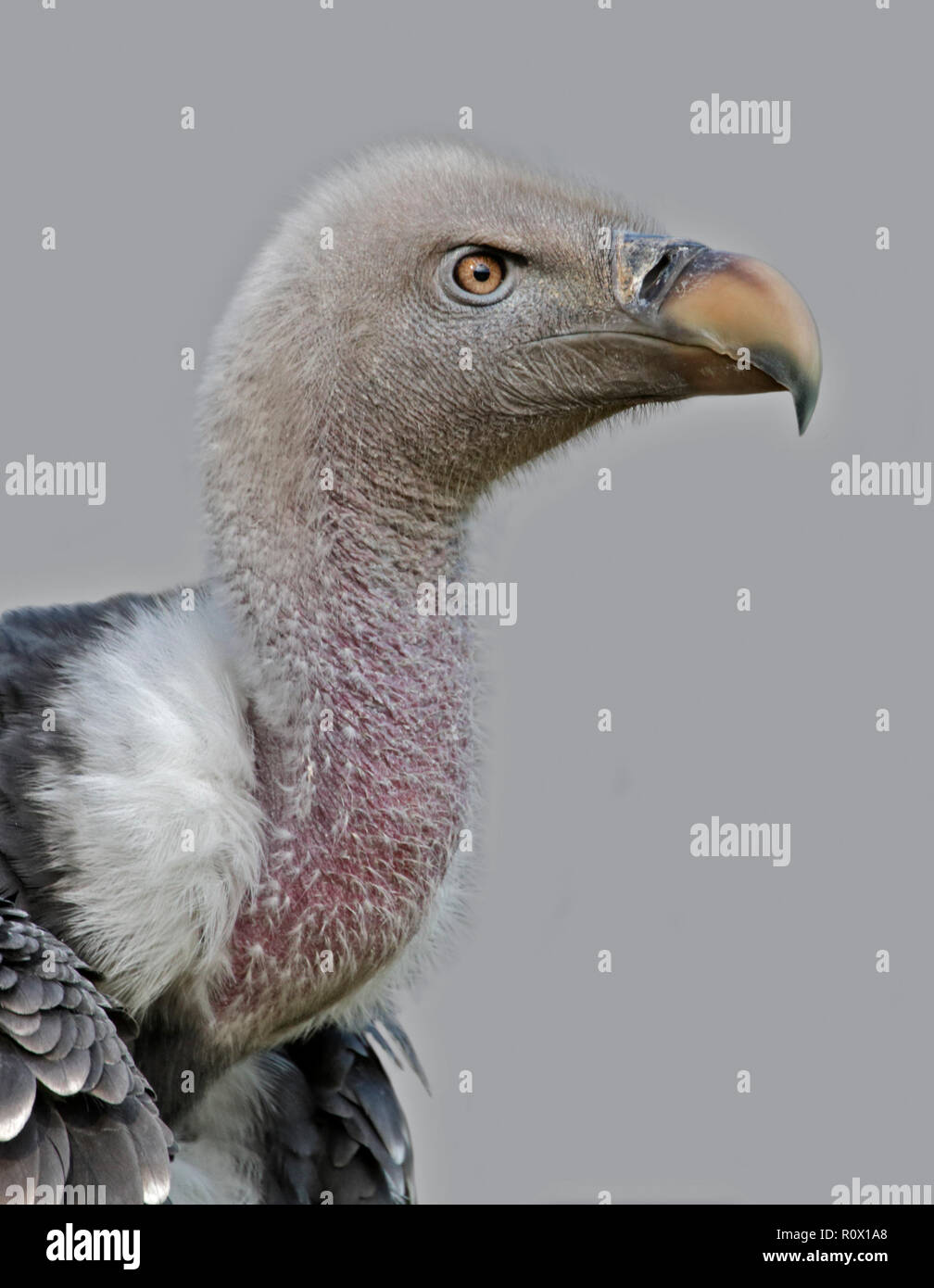 La Ruppell Vulture (gyps rueppellii) Foto Stock