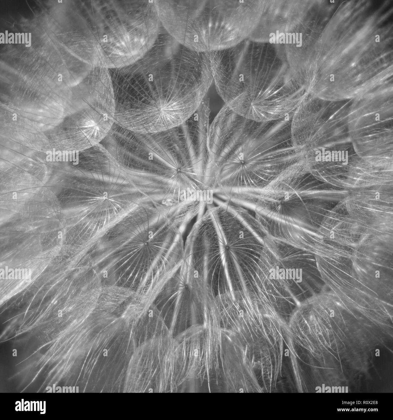 Wild salsefrica closeup Foto Stock