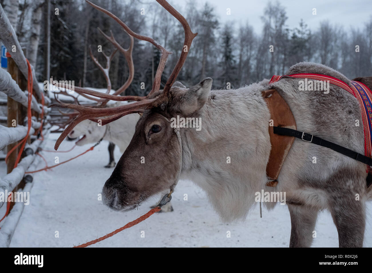 Le renne pronto a guidare su una fattoria in Finlandia Foto Stock