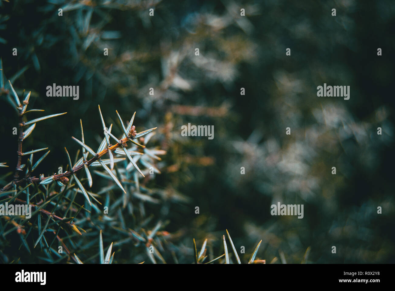 Close-up di foglie di juniperus oxycedrus sulla montagna Foto Stock