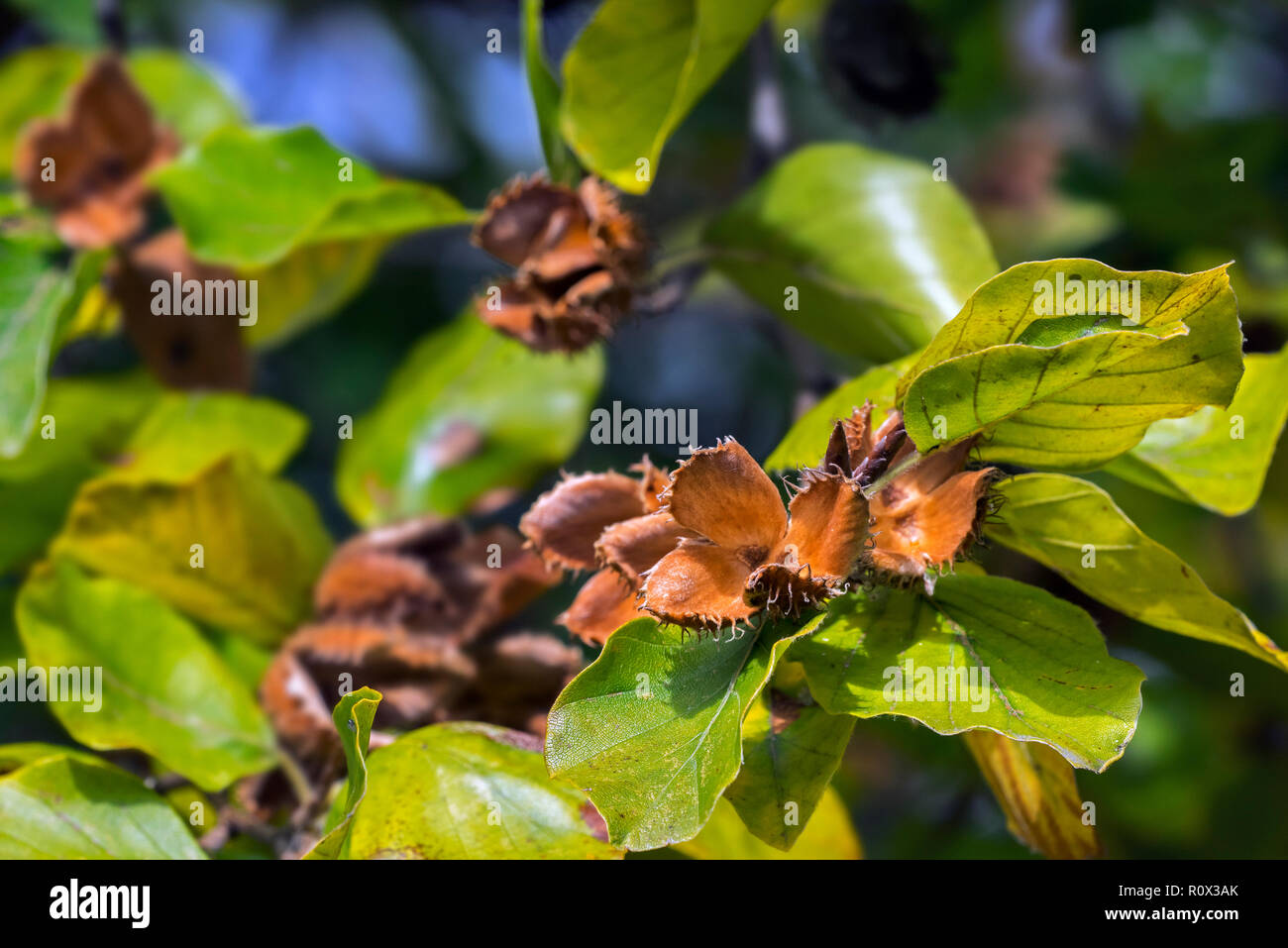 Faggio europeo / comune faggio (Fagus sylvatica) close up di foglie e aprire cupules a inizio autunno Foto Stock