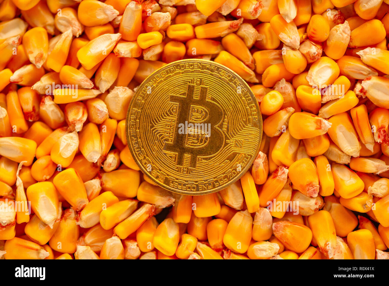 Bitcoin sulla sommità di chicchi di mais, heap immagine concettuale per attività commerciali compresi cryptocurrency relative al commercio di prodotti agricoli in busi Foto Stock