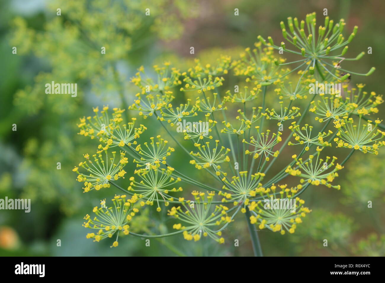 Primo piano di un fiore di aneto schermo Foto Stock