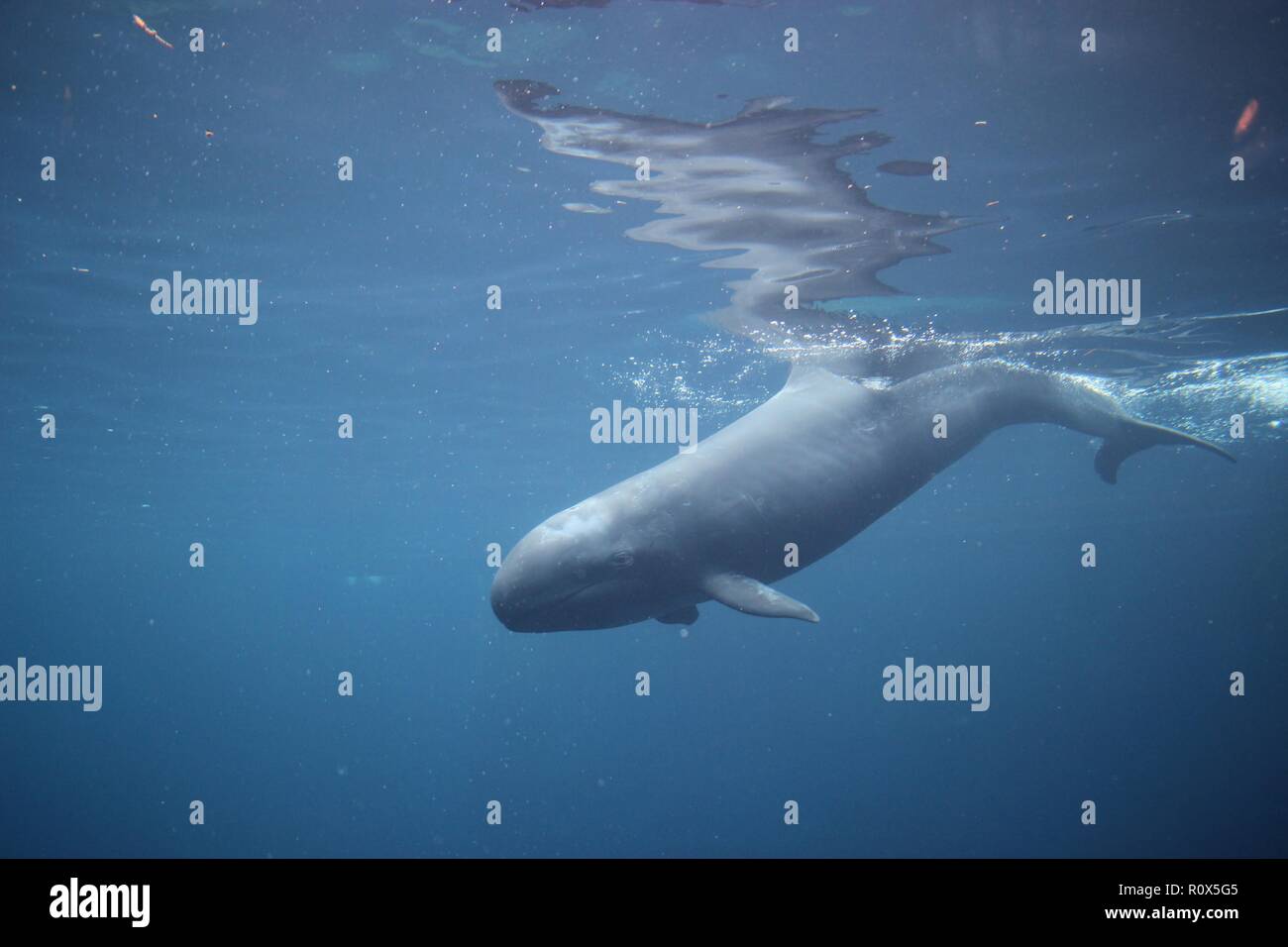 Un falso Killer Whale, Chester, in Aquarium di Vancouver, Canada Foto Stock