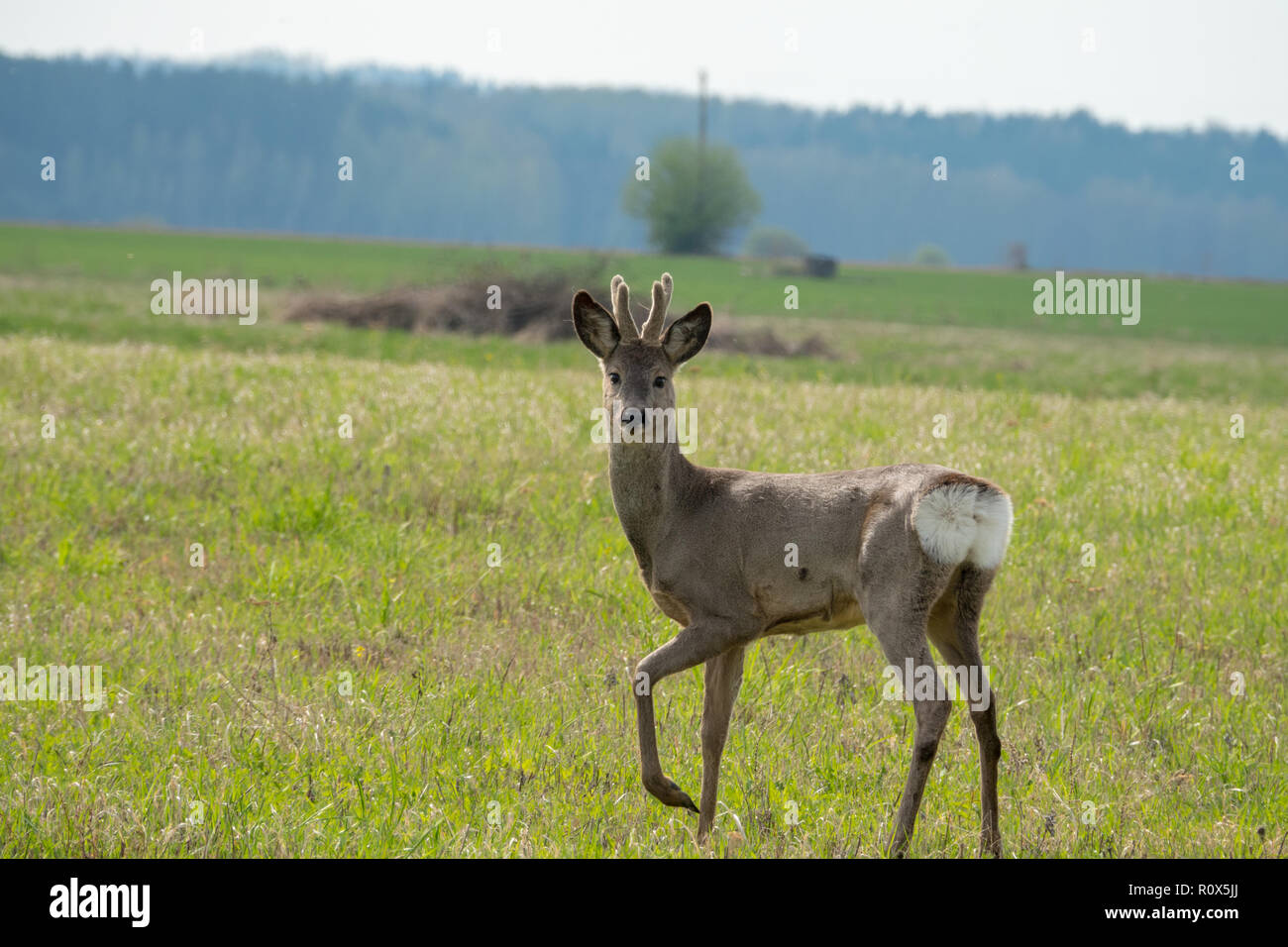 Capriolo ritratto Foto Stock