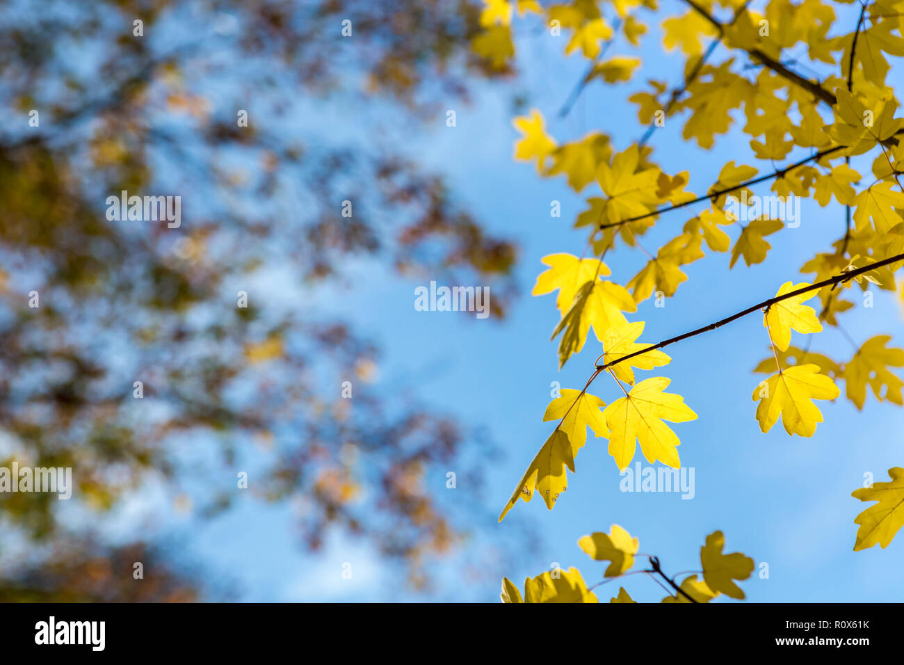 Di colore giallo brillante foglie di acero in sole in autunno cadono, Ulmen Maar, West Eifel campo vulcanico, regione della Renania, Germania, Europa Foto Stock