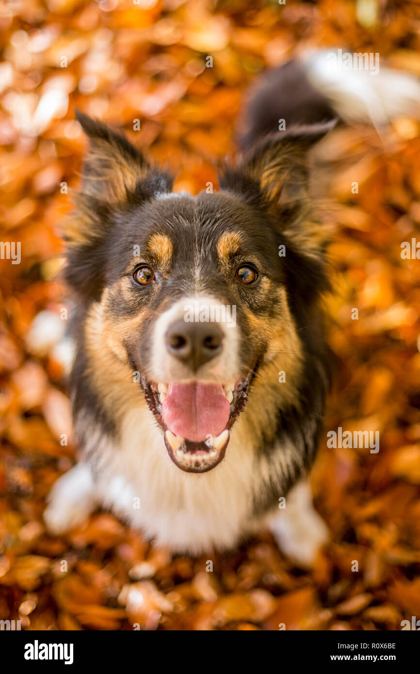 Un felice tricolore Border Collie SAT in foglie di autunno a fissare la fotocamera con un grande sorriso ed entusiasti di espressione. Foto Stock