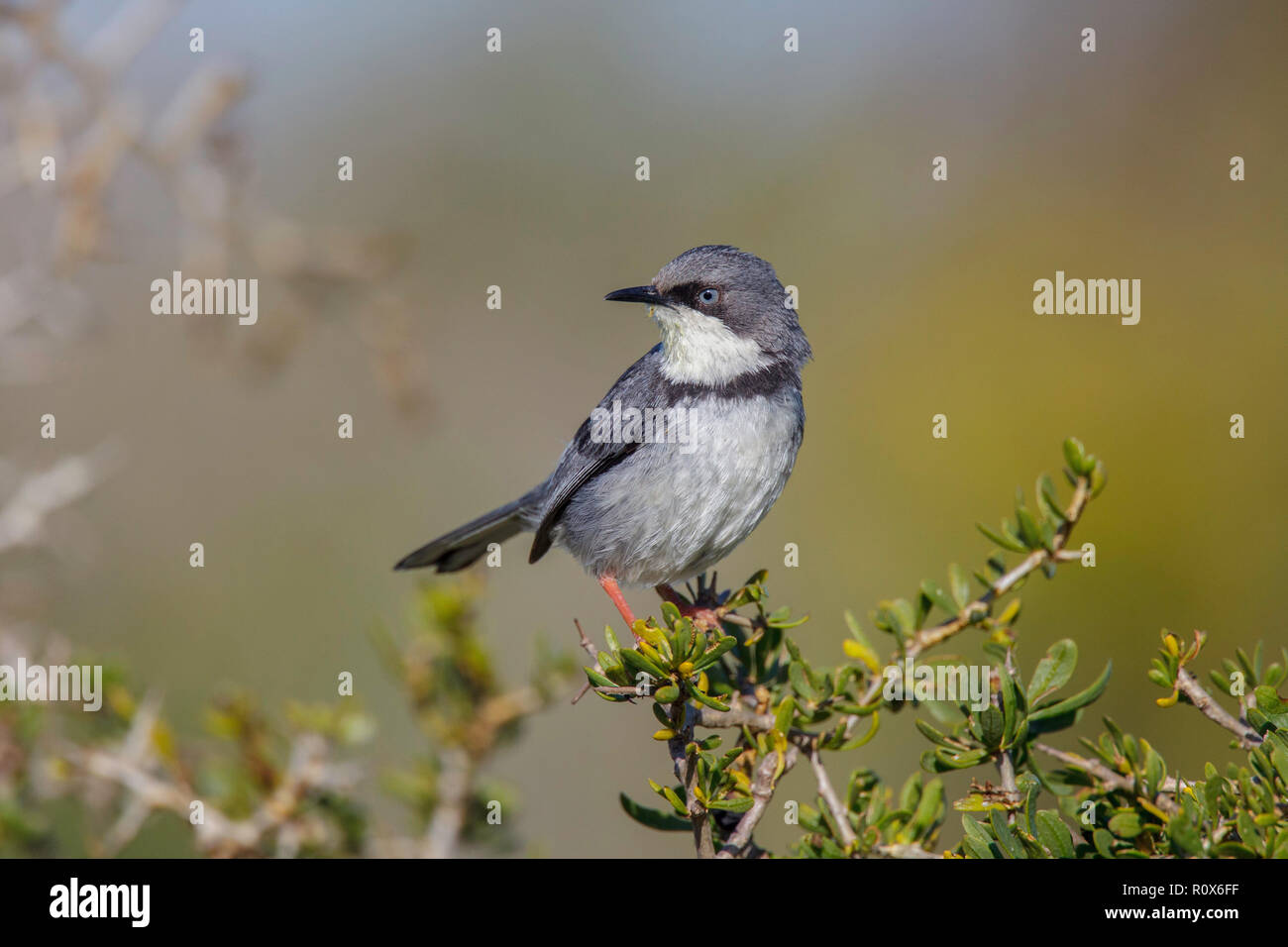 Bar-throated Apalis Apalis thoracica West Coast National Park, Sud Africa 8 settembre 2018 adulto, forma orientale Cisticolidae Foto Stock