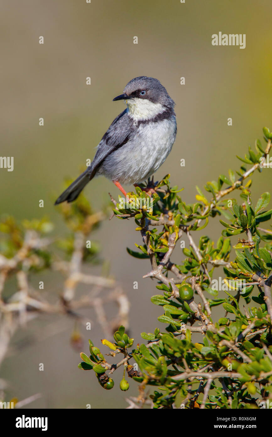 Bar-throated Apalis Apalis thoracica West Coast National Park, Sud Africa 8 settembre 2018 adulto, forma orientale Cisticolidae Foto Stock