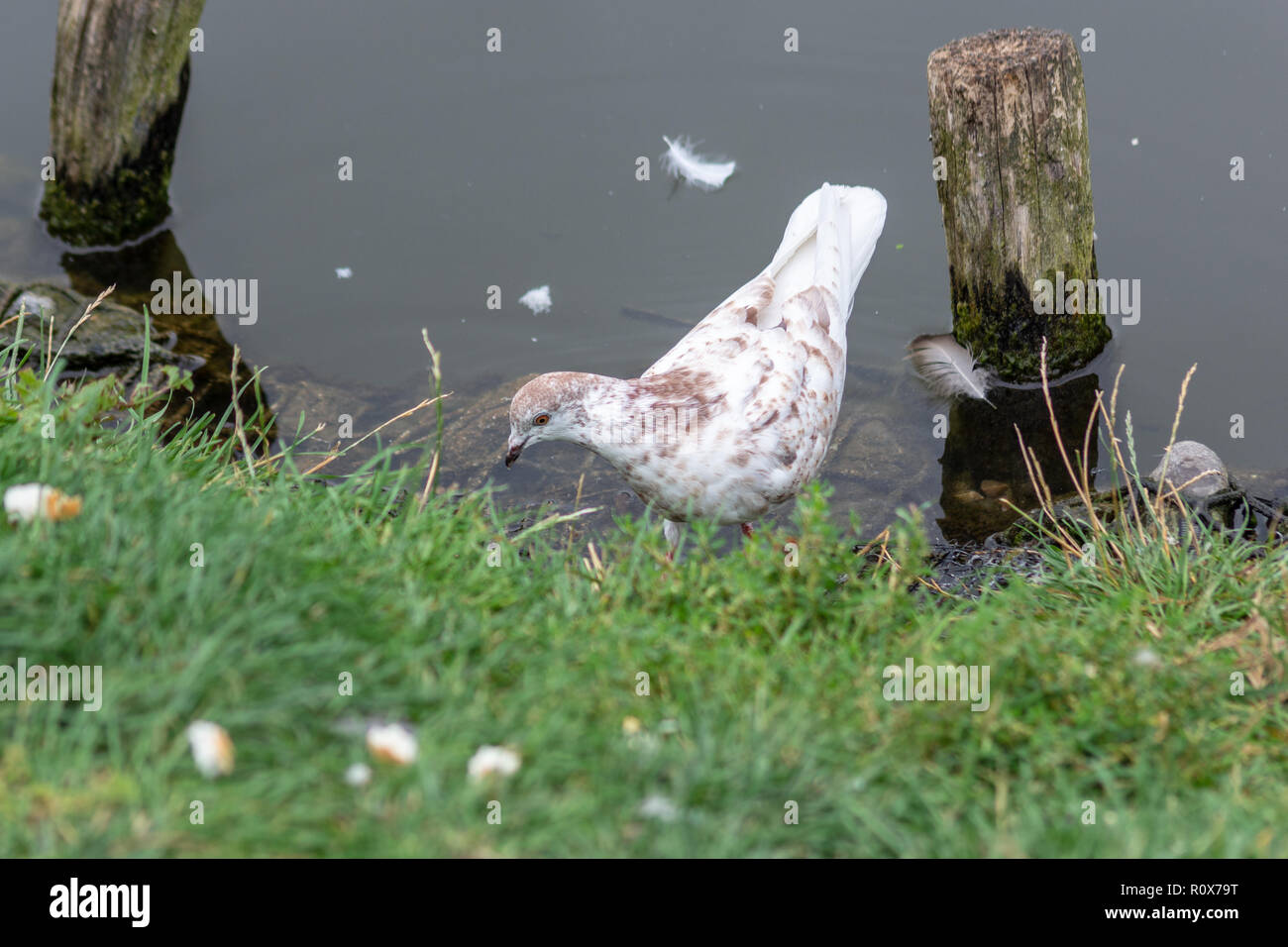 Bianco marrone con variegatura piccione urbano (Columba livia) foraggio per il cibo si fermò in acque poco profonde del fiume Avon in Chippenham Wiltshire Foto Stock