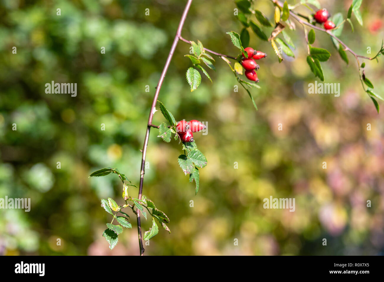Rosso brillante rosa canina da una rosa canina Columba livia domestica su un ramo di uscita in autunno sun Foto Stock