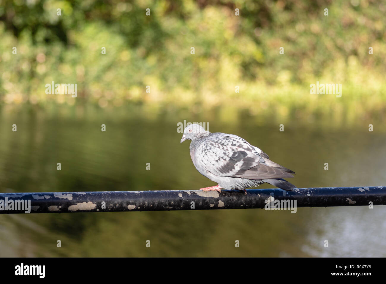 Un piccione urbano o rock colomba (Columba livia domestica) in una posizione accovacciata appollaiarsi su una ringhiera di metallo di fronte al fiume Avon in Chippenham Foto Stock